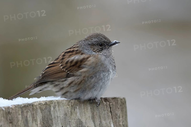 Dunnock (Prunella modularis) perched on a stump, North Rhine-Westphalia, Germany