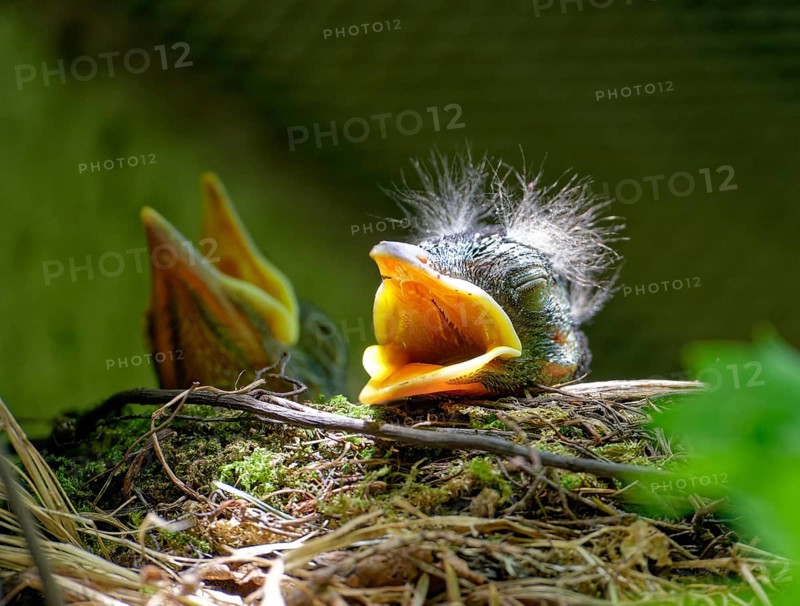 Nestlings, young blackbirds (Turdus merula) in nest, a few days old, Saxony, Germany