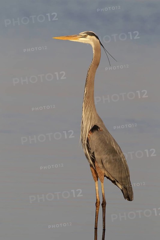 Great Blue Heron (Ardea herodias), Florida, USA