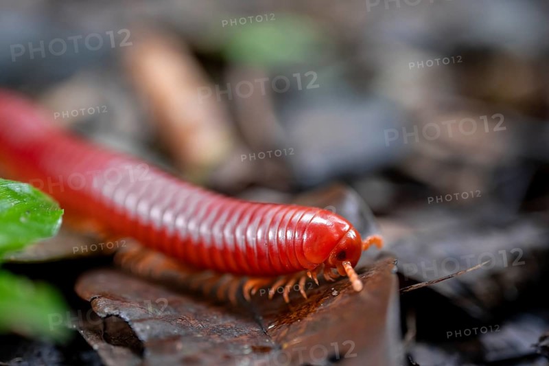 Genome millipede (Trigoniulus corallinus), red millipede on the forest floor, Refugio Nacional de Vida Silvestre Mixto Bosque Alegre, Alajuela province, Costa Rica