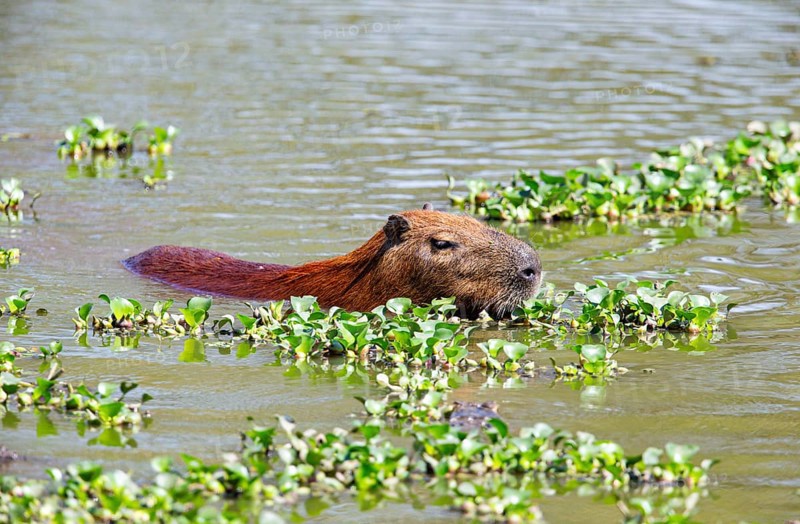 Capybara (Hydrochaeris hydrochaeris) Pantanal Brazil