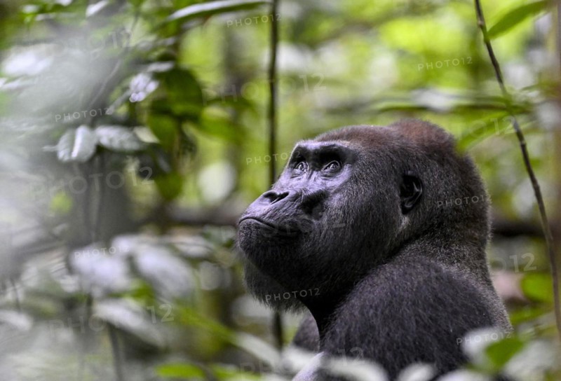 Western lowland gorilla (Gorilla gorilla gorilla), male, silverback, Baï-Hokou, Dzanga-Ndoki National Park, Unesco World Heritage Site, Dzanga-Sangha Complex of Protected Areas (DSPAC), Sangha-Mbaéré Prefecture, Central African Republic