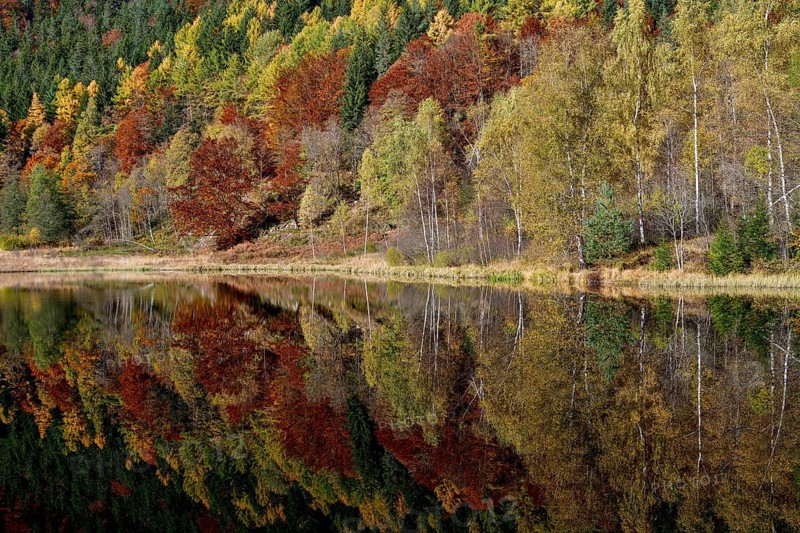 Trees reflected in the Sankenbachsee, Karsee, autumn, near Baiersbronn, Freudenstadt district, Black Forest, Baden-Württemberg, Germany