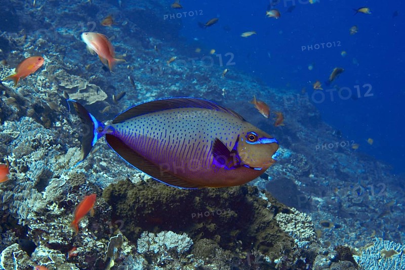 A colourful tropical masked nose doctor fish (Naso vlamingii) swims among smaller fish in the sea, dive site Toyapakeh, Nusa Ceningan, Nusa Penida, Bali, Indonesia