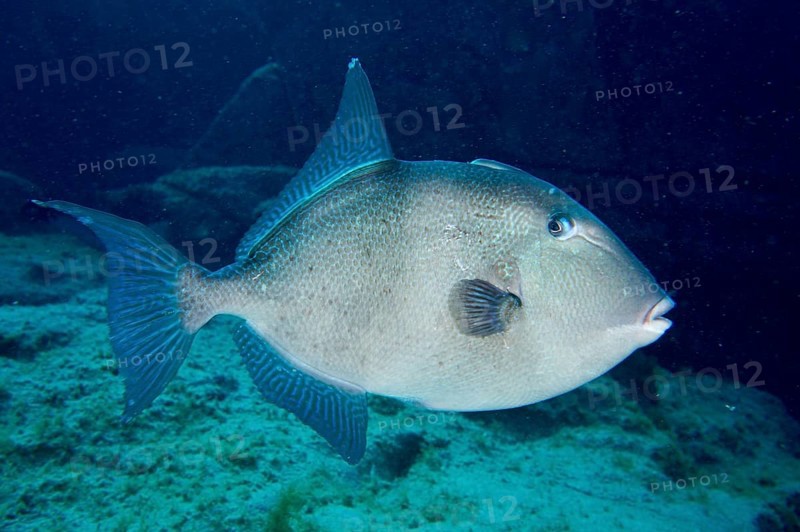 A single conspicuous fish, Atlantic triggerfish (Balistes capriscus) (Balistes carolinensis), swimming in the deep blue, dive site Bufadero, Palm Mar, Tenerife, Canary Islands, Spain