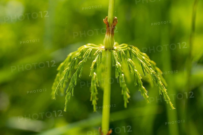 Detail of a horsetail (Equisetum), hanging leaves like an umbrella, fresh spring green, Geisingberg, Altenberg, Saxony, Germany