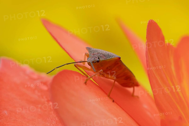 Hawthorn shieldbug (Acanthosoma haemorrhoidale) adult insect on a garden flower in summer, England, United Kingdom