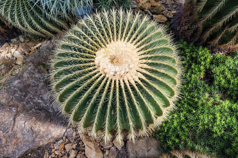 Farmer's cactus (Echinopsis candicans)