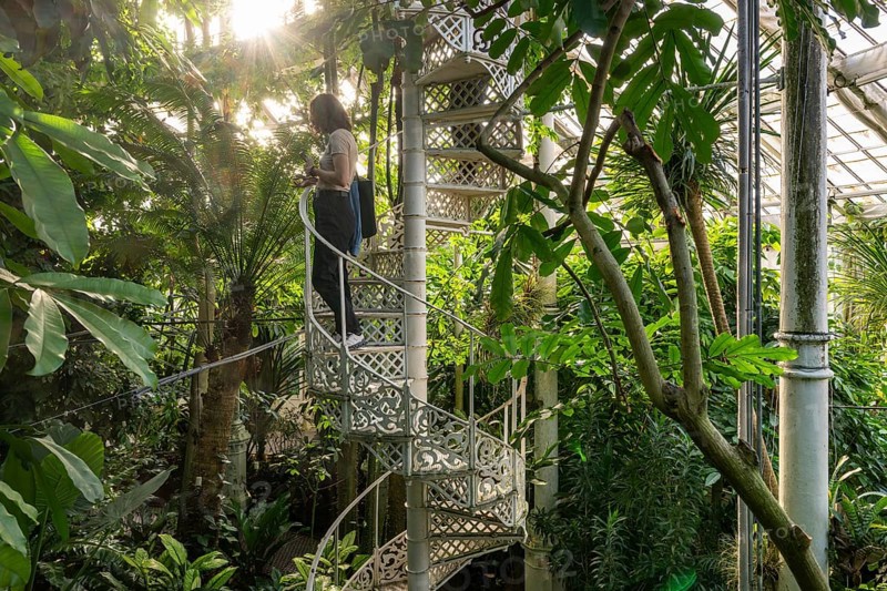 Woman standing on a decorative spiral staircase made of cast iron in a light-flooded tropical greenhouse, historic greenhouse, palm house, botanical garden or botanisk have, University of Copenhagen, Denmark