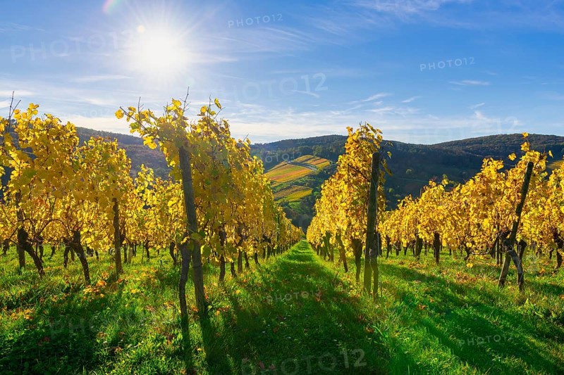 Autumn vineyards with yellow leaves under bright sunshine and blue sky, Strümpfelbach, Rems Valley, Baden-Württemberg, Germany
