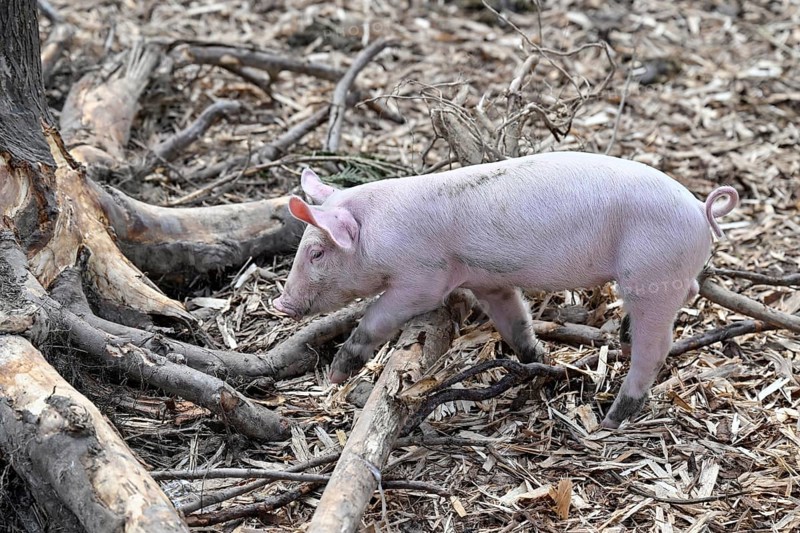 Piglet run