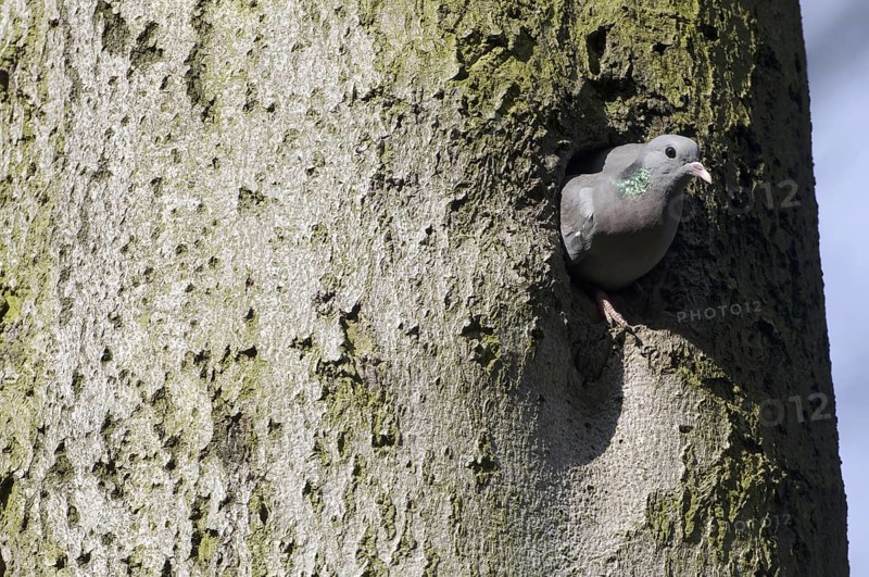 Stock Dove (Columba oenas), Saxony, Germany