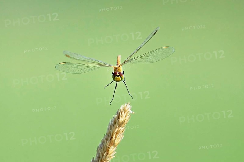 Marsh dragonfly (Sympetrum depressiusculum), female approaching a blade of grass, Switzerland