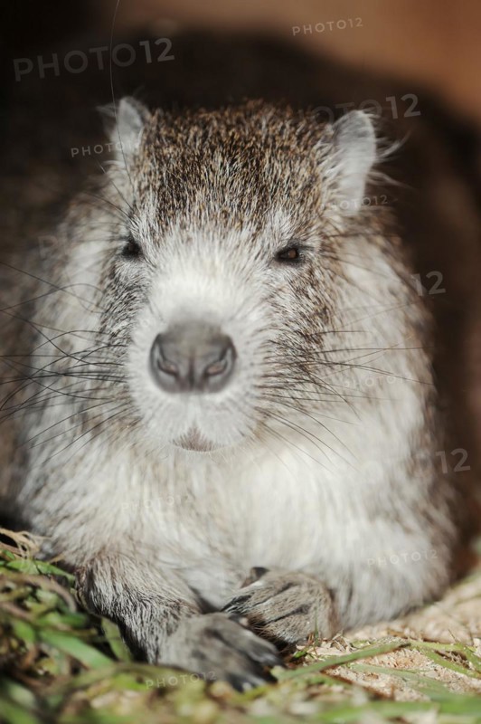Desmarest's hutia (Capromys pilorides), captive, occurring in Cuba