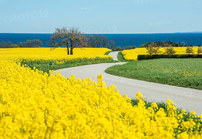 Curvy country road through blooming rapeseed fields and with the Baltic Sea behind at Brantevik, Simrishamn municipality, Skåne County, Sweden, Scandinavia