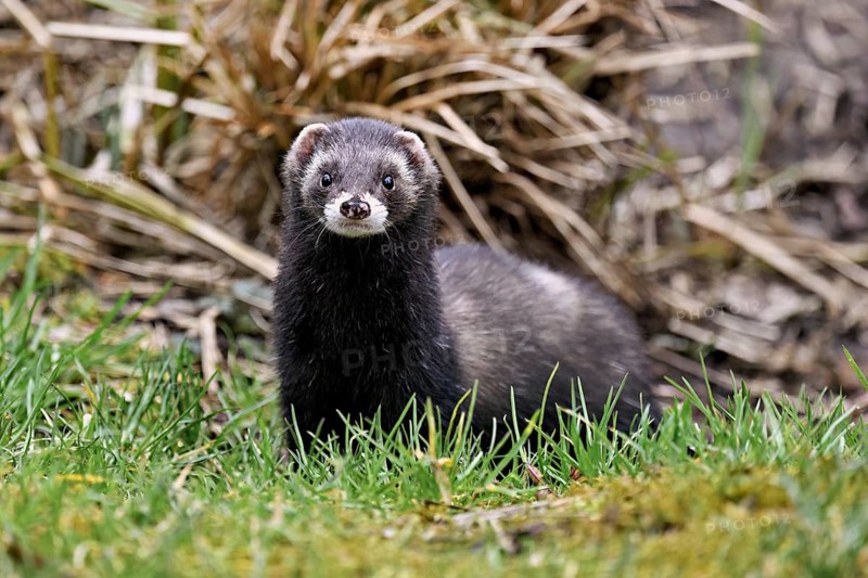 European polecat (Mustela putorius), also known as ferret, standing in a meadow, captive, Switzerland
