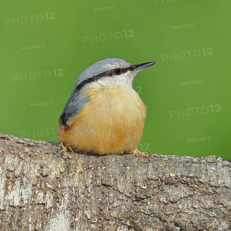 Nuthatch (Sitta europaea) sitting on a fallen birch trunk, Animals, Birds, Siegerland, North Rhine-Westphalia, Germany