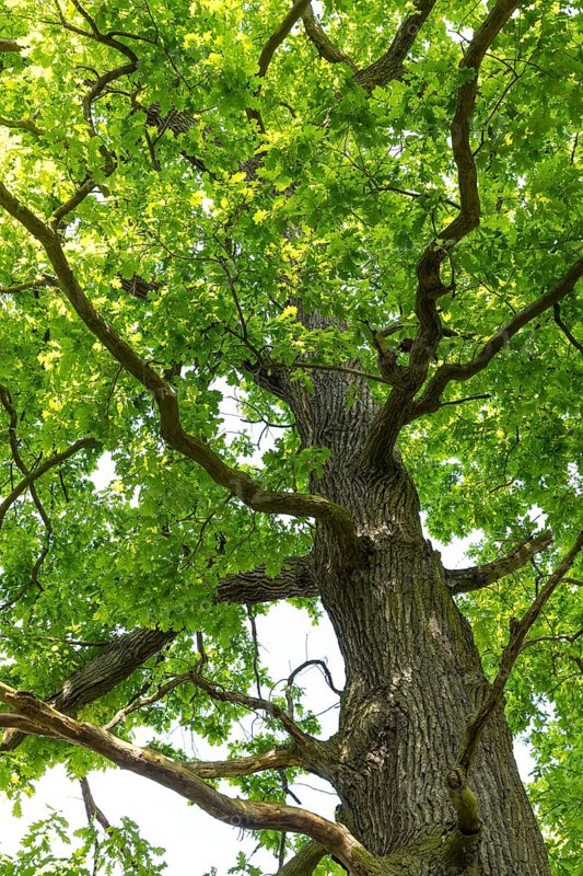 Oaks (quercus) with foliage and typical growth habit, Döbra, Oßling, Saxony, Germany