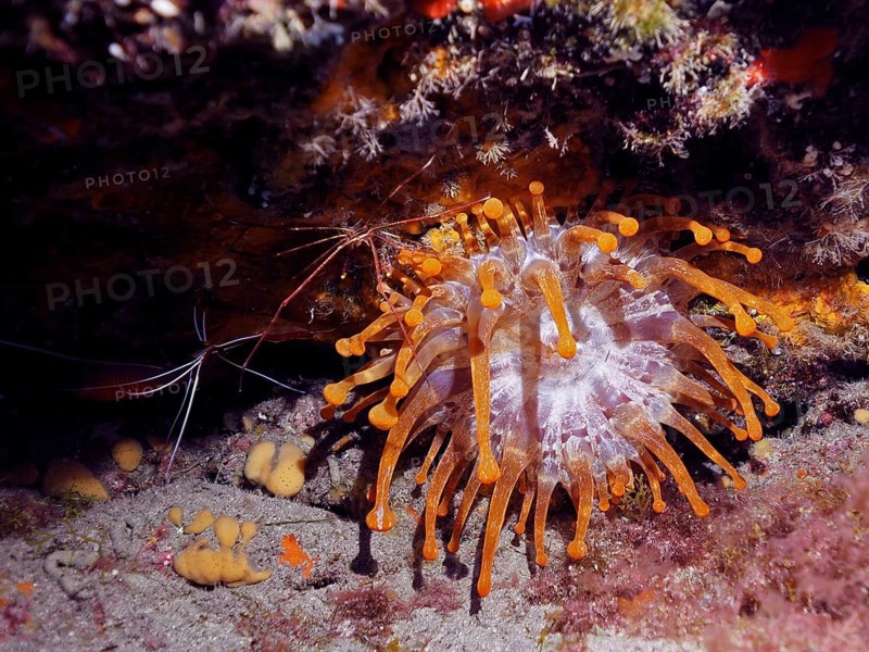 A white club-tipped anemone (Telmatactis cricoides) with orange-coloured tentacles clings to a rock. Dive site El Cabron marine reserve, Arinaga, Gran Canaria, Spain, Atlantic Ocean