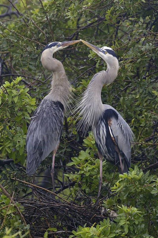 Great Blue Heron (Ardea herodias), Florida, USA