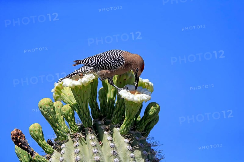 Gila woodpecker (Melanerpes uropygialis), adult, male, feeding on saguaro cactus flower, Sonoran Desert, Arizona, North America, USA