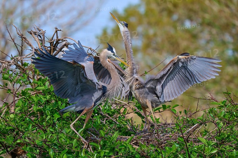 Two Great blue heron (Ardea herodias), with outstretched wings perched on branches surrounded by green leaves and trees on nest, Wakodahatchee Wetlands, Delray Beach, Florida, USA