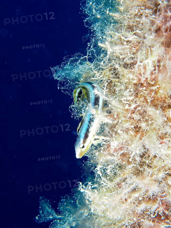 Dussumier's sabre-tooth blenny (Aspidontus dussumieri), female, dive site House Reef, Mangrove Bay, El Quesir, Red Sea, Egypt