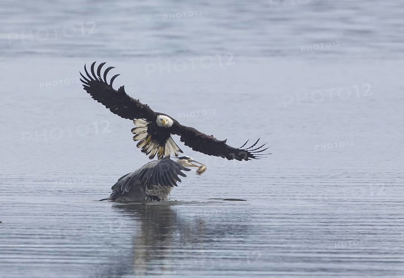Bald Eagle (Haliaeetus leucocephalus) attacks Great Blue Heron (Ardea herodias) to steal fish prey, Washington, USA
