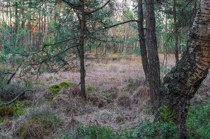 Spruce trees and a birch tree on the bank of a pond in the primeval forest of the Wildeshauser Geest, Ahlhorn, Emstek, Oldenburg, Lower Saxony, Germany