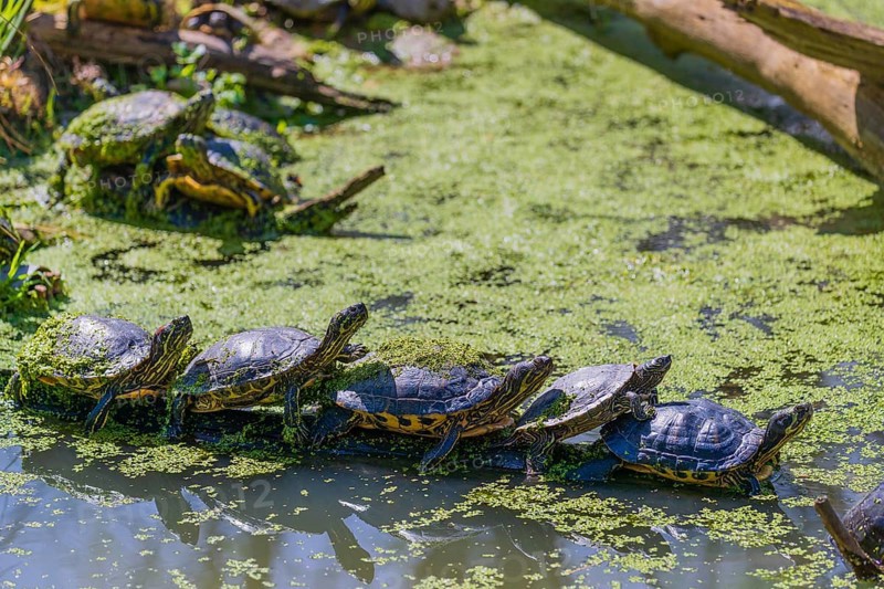 A group of red-eared slider (Trachemys scripta elegans)rests on logs lying in a pond covered with Lemna minor, the common duckweed