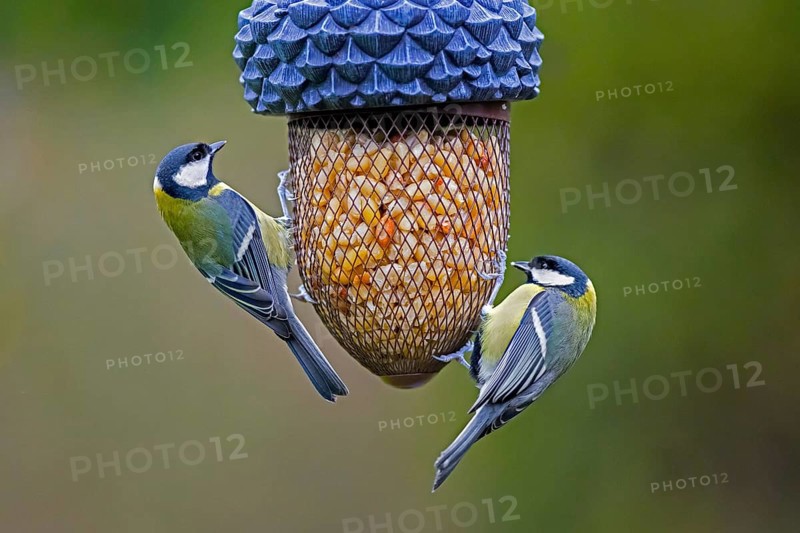 Two great tits (Parus major) eating peanuts from bird feeder, birdfeeder in garden in winter
