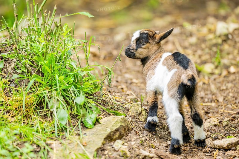 Close-up of domestic goat (Capra aegagrus hircus) youngster on a meadow, Bavaria, Germany