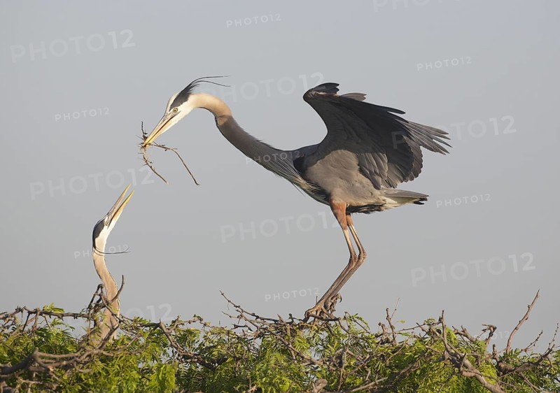 Great Blue Heron (Ardea herodias) with nesting material, Texas, USA