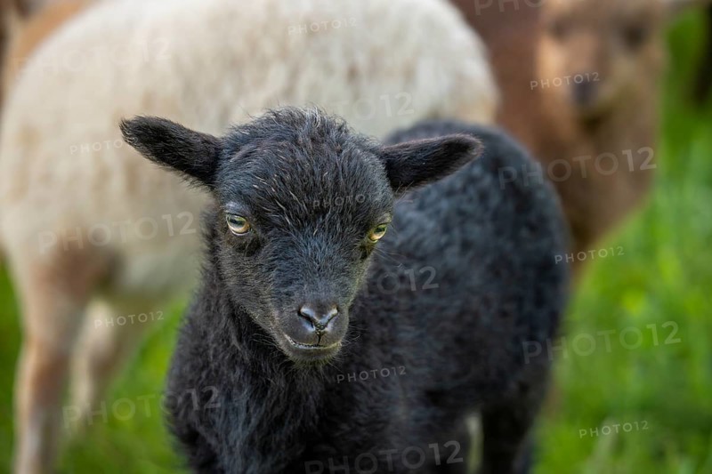 Black lamb in a meadow, behind it other sheep. portrait, Ouessant sheep (Breton dwarf sheep), Germany