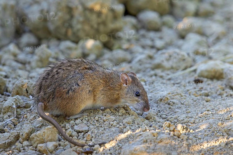 Brown rat, common rat, Norwegian rat, Norway rat (Rattus norvegicus) foraging in field