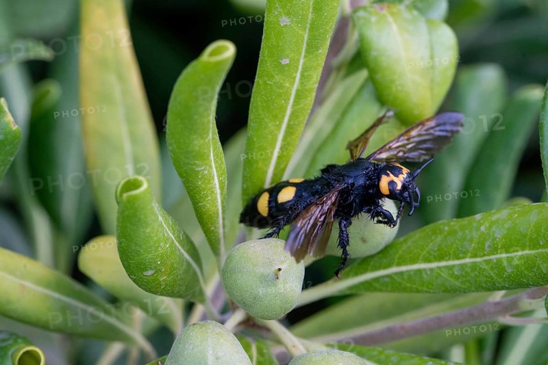 Mammoth wasp, female, Megascolia maculata flavifrons Fabricius, dead insect, France