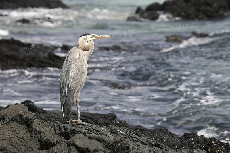 Great blue heron (Ardea herodias) on beach at Bahia Sullivan, Sullivan Bay on Santiago Island, San Salvador Island, Galápagos Islands, Ecuador, Latin America
