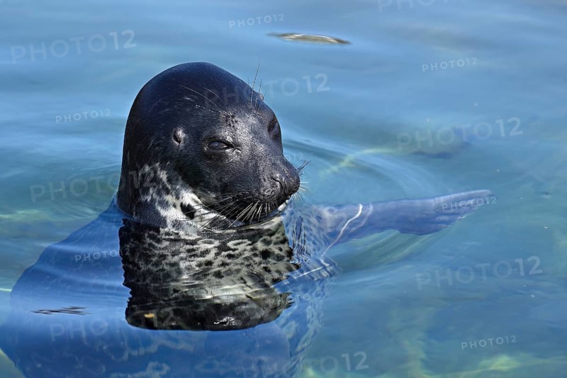 Grey seal (Halichoerus grypus), swimming in a pool, Ecomare breeding station, Texel, West Frisian Islands, province of North Holland, Netherlands