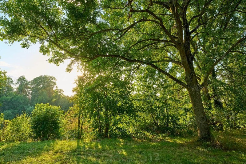 Sunny day with lush vegetation and sunbeams through the trees, autumn, Großheubach, Miltenberg, Main, Spessart, Bavaria, Germany