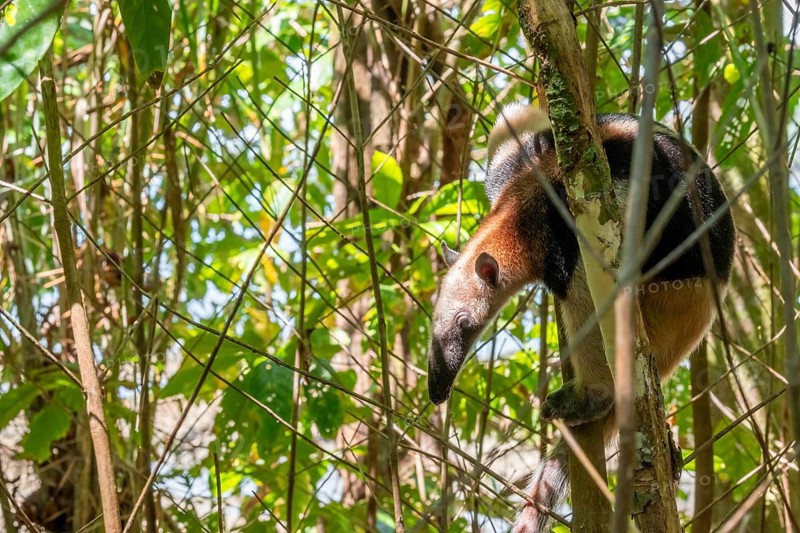 Northern tamandua (Tamandua mexicana), anteater sitting in a tree, in the rainforest, Corcovado National Park, Osa, Puntarena Province, Costa Rica