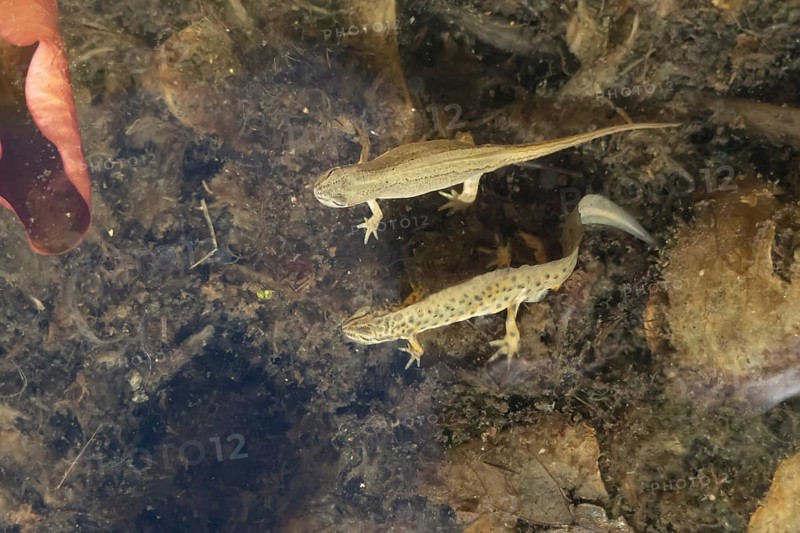 Smooth or Common newt (Lissotriton vulgaris) adult male and female amphibians in a pond, England, United Kingdom