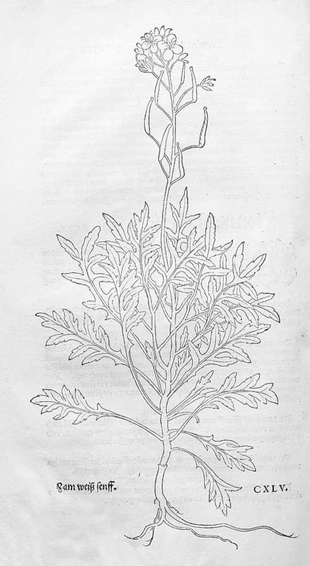 Diplotaxis tenuifolia, stinkweed, stink ramp (Diplotaxis tenuifolia), woodcut by Leonhart Fuchs, from New Kreüterbuch, neues Kräuterbuch, Michael Isingrin, Basel, Switzerland, 1543