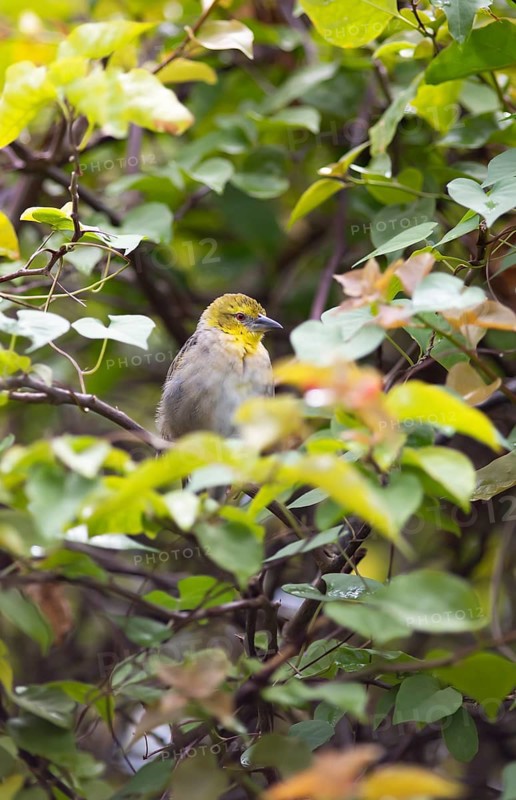 Textor weaver or village weaver (Ploceus cucullatus), Botanical Garden or Sir Seewoosagur Ramgoolam Botanical Garden or Pamplemousses Botanical Garden, Pamplemousses District, Mauritius