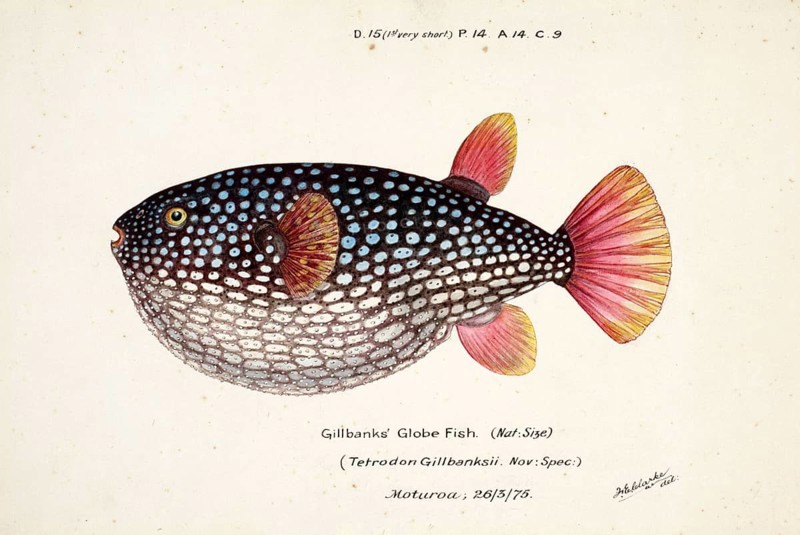 Pufferfish species from the family Tetraodontidae, Arothron gillbanksi, Tetrodon gillbanksii, Bank's Globe Fish, fish, reproduction of an original, by Frank Edward Clarke (b. 1849, d. 1899), ichthyologist and scientific draughtsman
