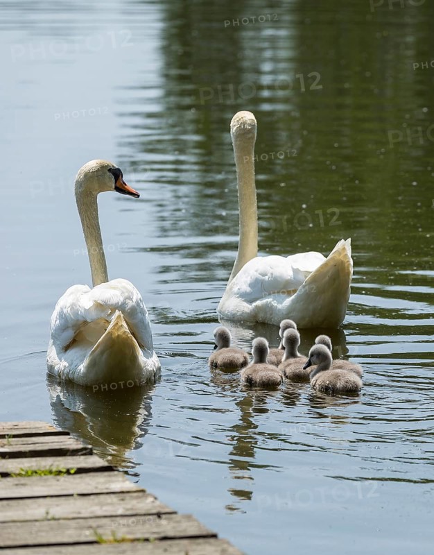 Swan family of the Mute Swan (Cygnus olor) with chicks on the middle pond near Neudorf Klösterlich, Wittichenau, Dubringer Moor, Saxony, Germany