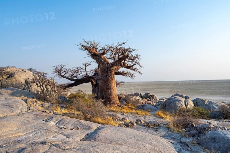 African baobab or baobab tree (Adansonia digitata), between round rocks, at sunrise, Kubu Island (Lekubu), Sowa Pan, Makgadikgadi Salt Pans, Botswana