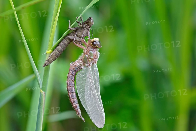 Early reed hunter (Brachytron pratense), imago with exuvium on a reed stalk, after hatching, finished insect, Naturpark Flusslandschaft Peenetal, Mecklenburg-Vorpommern, Germany