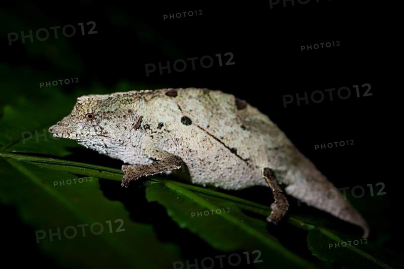 Zomba dwarf chameleon (Rieppeleon brachyurus), white chameleon on a branch at night, Amani Nature Forest Reserve, Eastern Usambara Mountains, Tanga, Tanzania