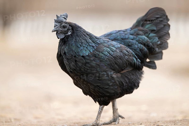 Ayam Cemani, Domestic Chicken (Gallus gallus domesticus), hen, portrait, Bavaria, Germany, Europe black, walkng on the ground, Bavaria, Germany, Europe
