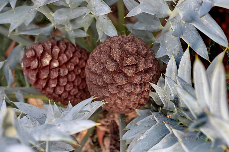 Fruits of the bread palm fern (Encephalartos horridus), Botanical Garden, Erlangen, Middle Franconia, Bavaria, Germany